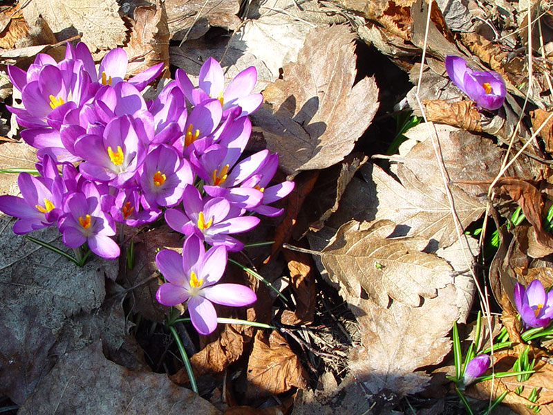 Lilablommande krokus i mars