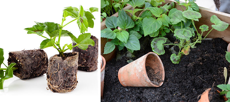 Plantering av pelargonstickling