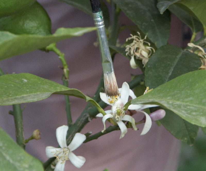 Pollinering av citronblomma med pensel