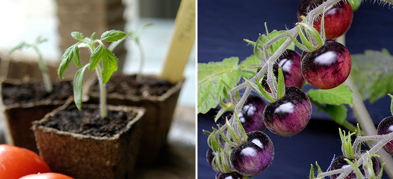 Sådd av tomatfrö Indigo Blue Berries