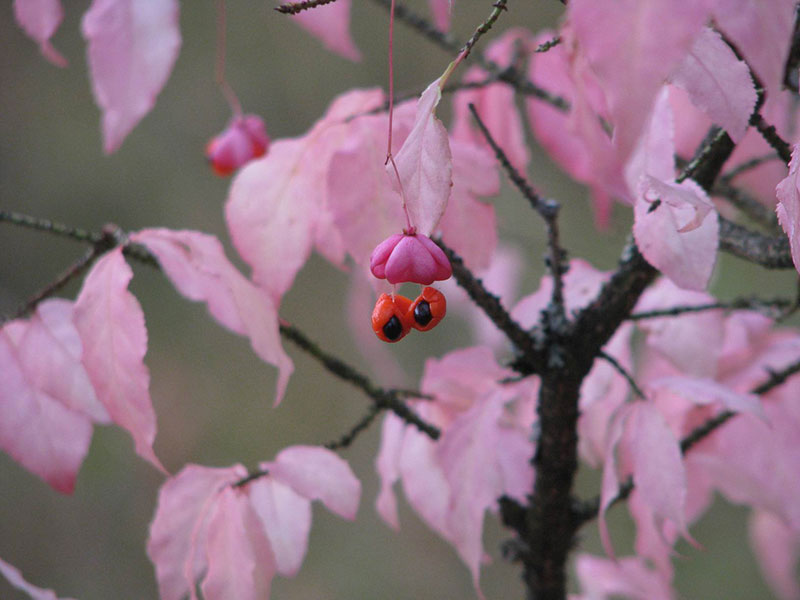 Euonymus, benved med frukt på hösten