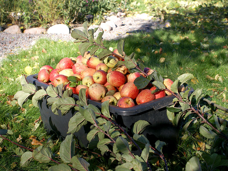 Äppelskörd i september