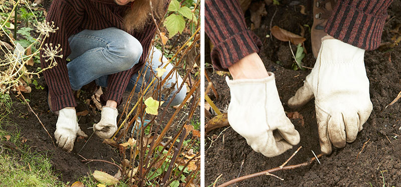 Förökning av vinbär med avläggare