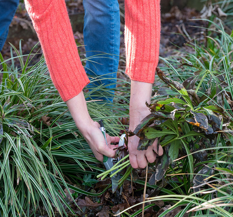 Klippning av perenner med sjuka blad julros