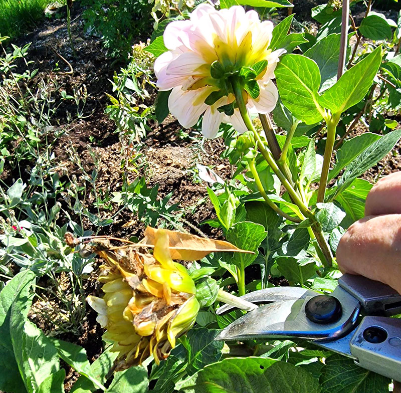 Klippa bort döda blommor på dahlia