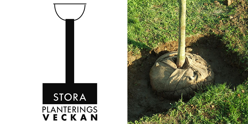 Plantering av prydnadsträd