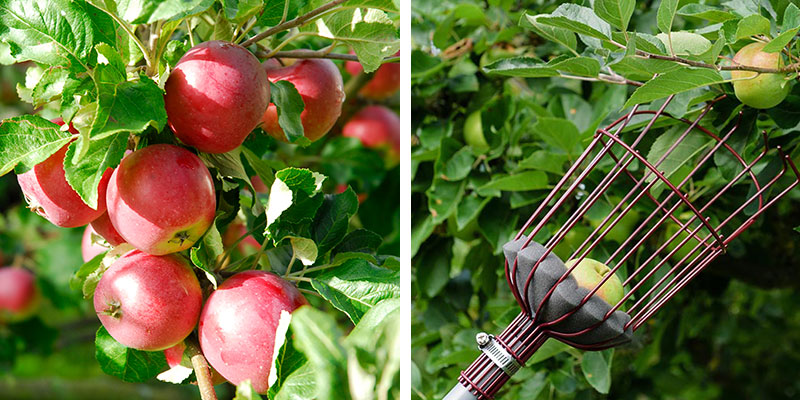 Skörd av äpple Aroma med fruktplockare