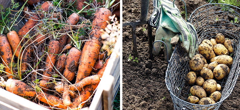 Skörd av morötter och potatis