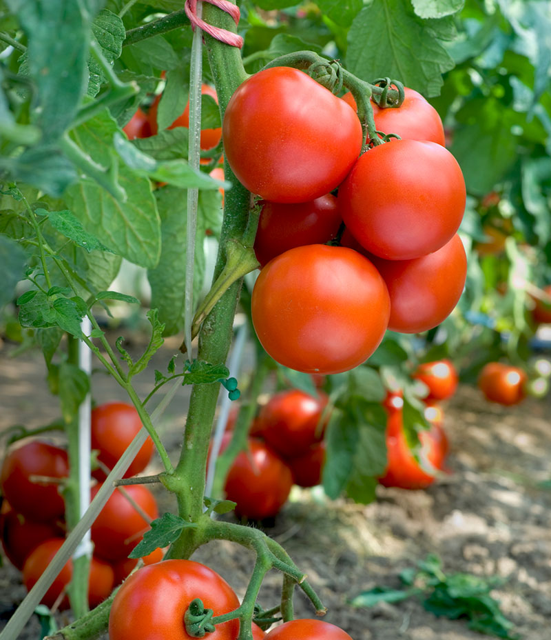 Tomatskörd i växthus