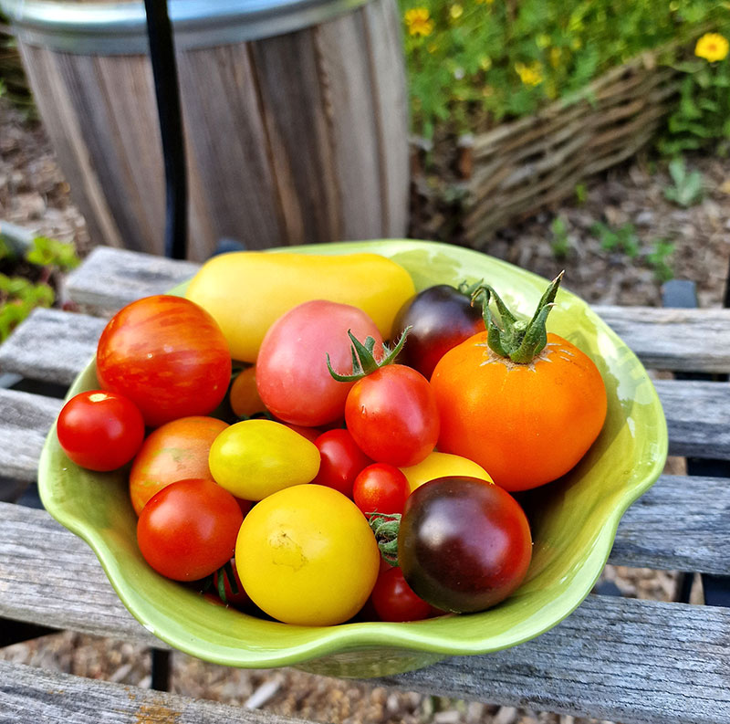 olika färger på tomater