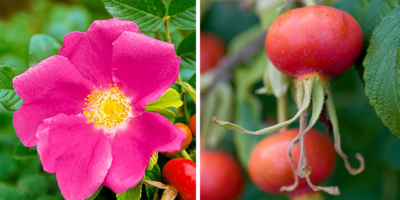 Vresros rosa rugosa med nypon