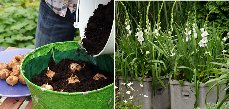 Plantering av sommarblommande knölväxter i kruka gladiolus