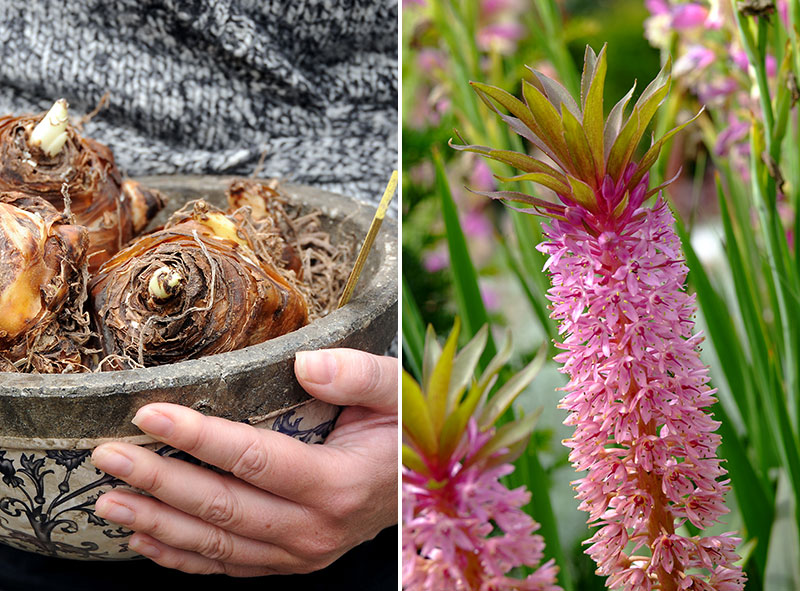 Tofslilja Eucomis i kruka