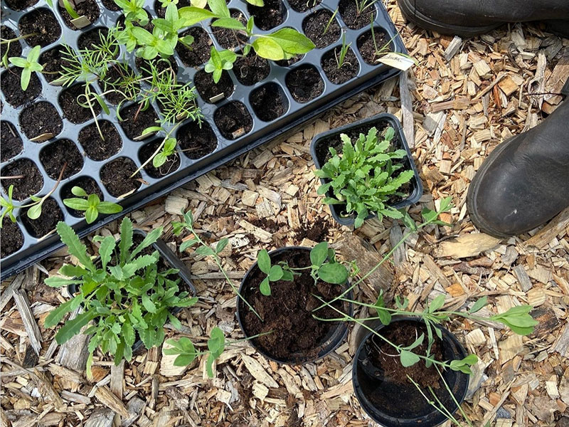 Plantor för utplantering - KR