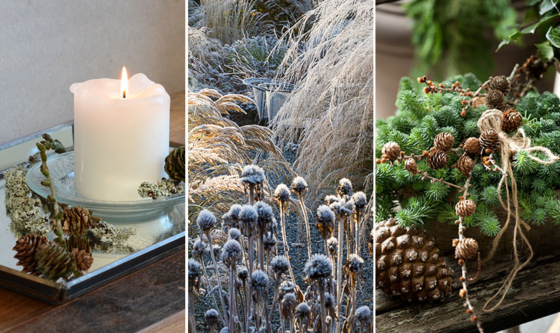 Arrangemang med kottar och suckulenter i november