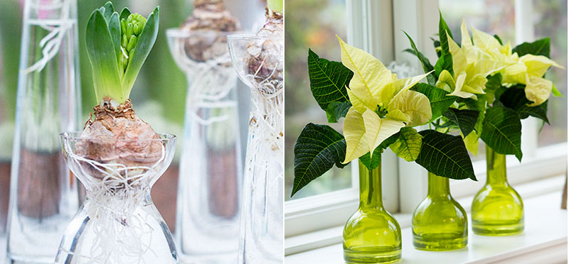 Hyacinter i hyacintglas och julstjärna som snittblomma