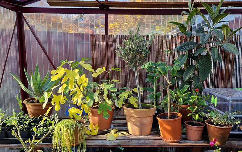 Övervintring av växter i växthus