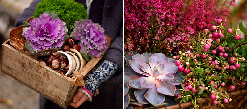 Plantering av utekrukor i november med prydnadskål, ljung och bärljung