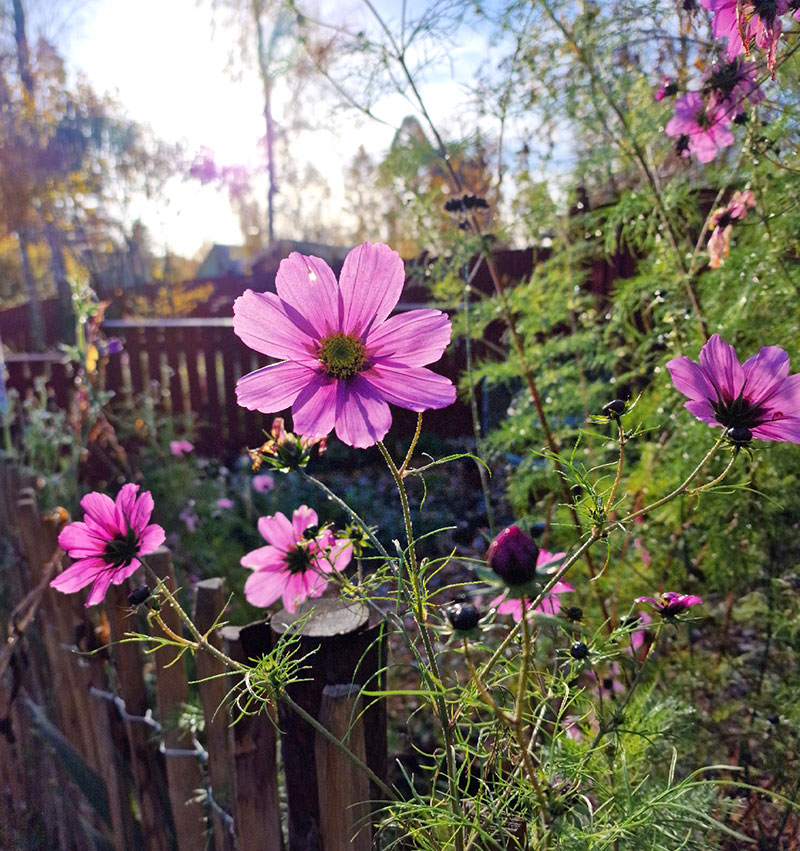 Rosenskära i november - LL Rosenskära i november - LL