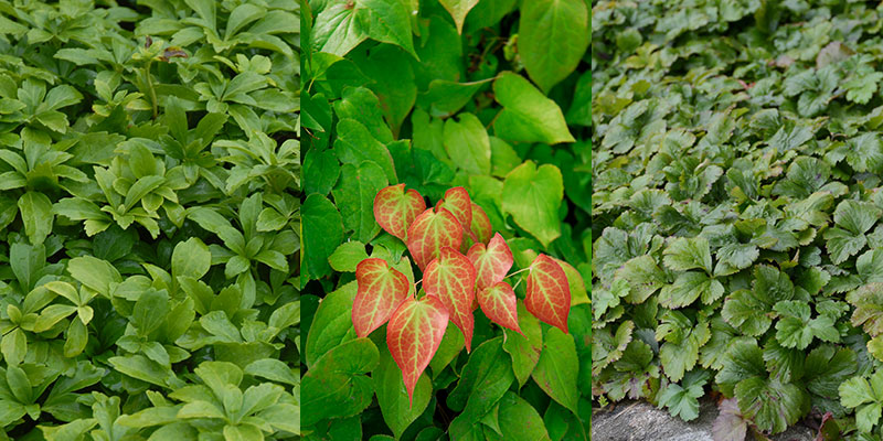 Vintergröna lättodlade perenner skuggorna, sockblomma och waldsteinia