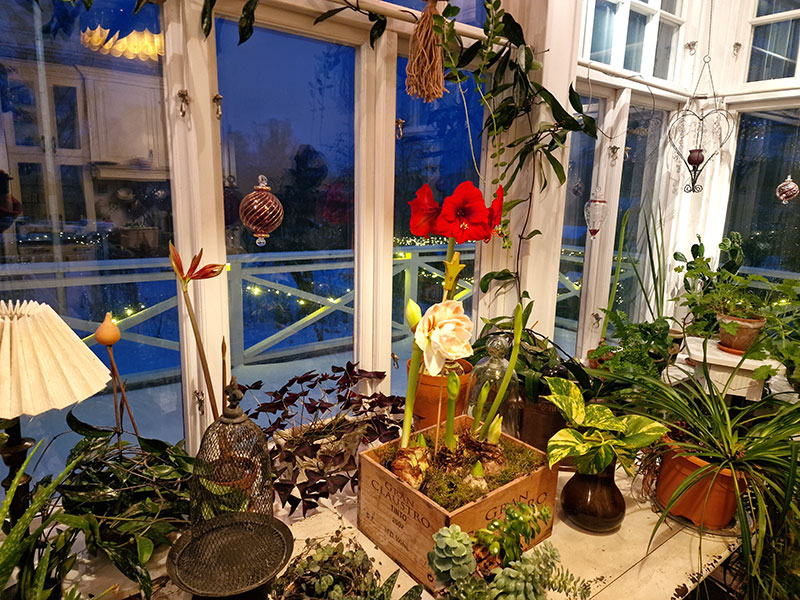 Krukväxter och amaryllis på glasveranda