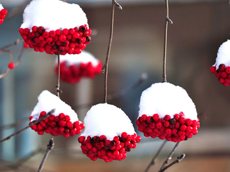 sotronn-sorbus-edulis.jpg