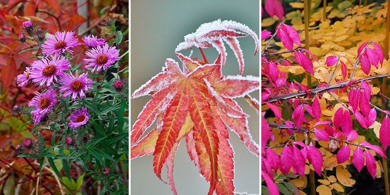 aster, lönn och benved på hösten
