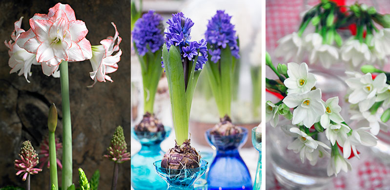 jullökar att driva amaryllis hyacinter tazetter