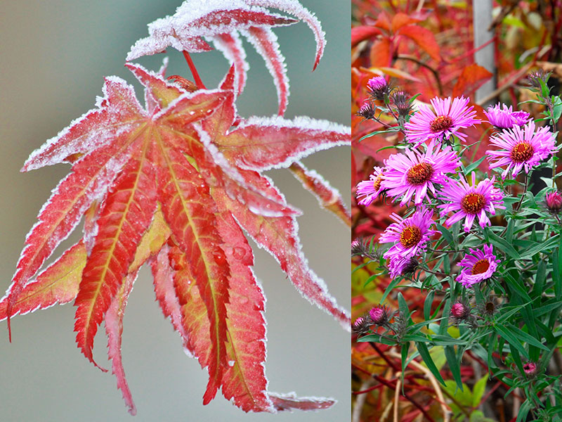 lonn-och-aster-i-oktober.jpg