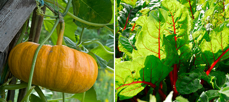 pumpa och mangold i trädgård