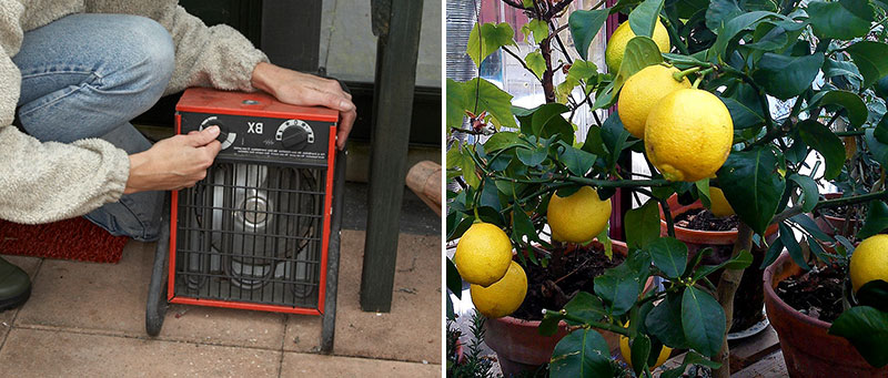 värmefläkt och citrusträd i växthus på vintern