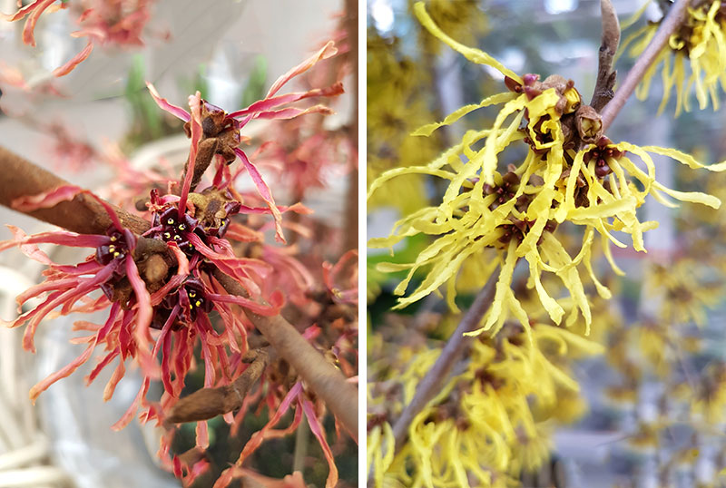Olika sorter av blommande trollhassel