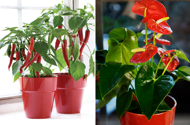 Chiliplanta som krukväxt och rosenkalla