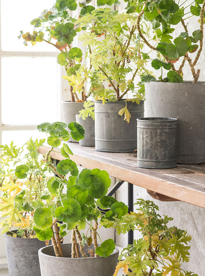 Pelargoner övervintring