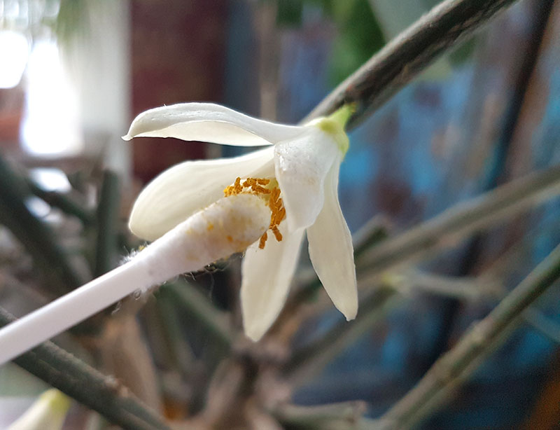 Pollinering av citrusblomma med tops - LL