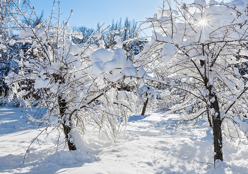 Snö i trädgård med fruktträd