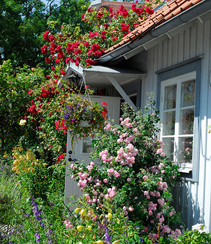 Torpträdgård med rosor Flammentanz och Raubritter