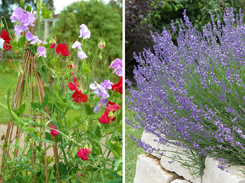 Doft i torpträdgård med luktärt och lavendel