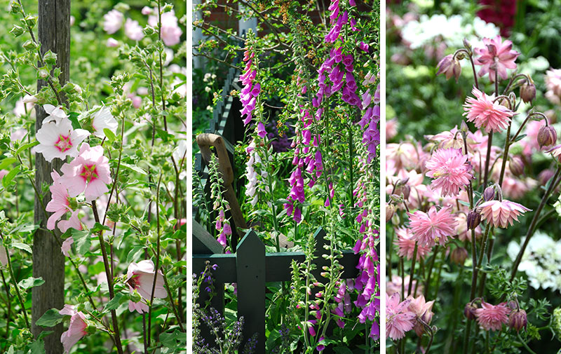Tvååriga torpväxter malva, fingerborgsblomma, akleja Tvååriga torpväxter malva, fingerborgsblomma, akleja