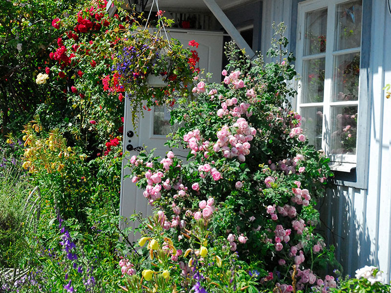 Torpväxter som Engelsk cottage garden