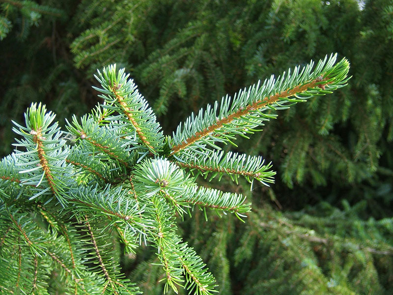 Omorikagran Picea omorika Omorikagran Picea omorika