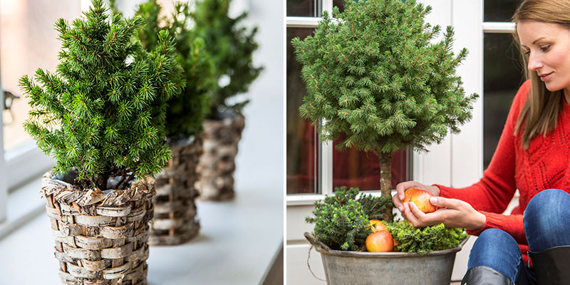 Sockertoppsgran Picea glauca minigran på balkong Sockertoppsgran Picea glauca minigran på balkong