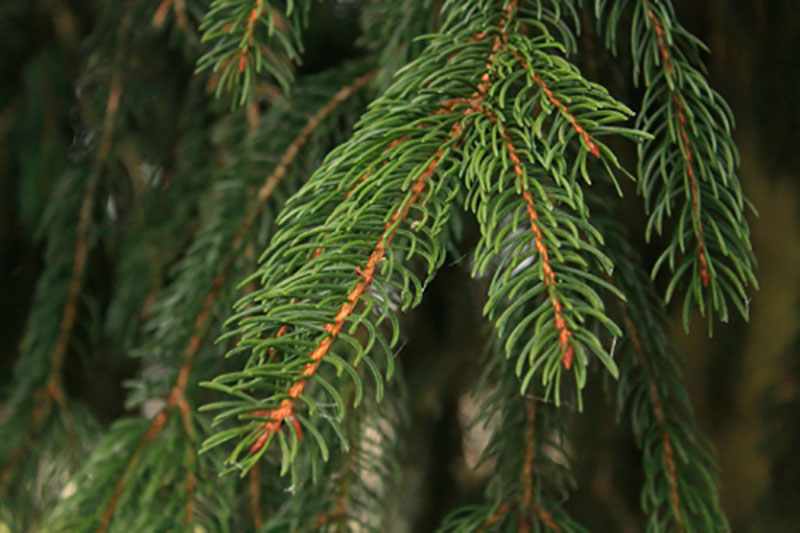 Rödgran Picea abies Rödgran Picea abies