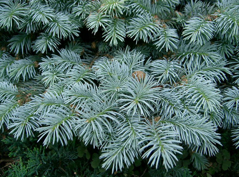 Blågran Picea pungens Blågran Picea pungens