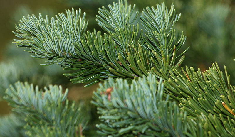 Klippgran Abies lasiocarpa