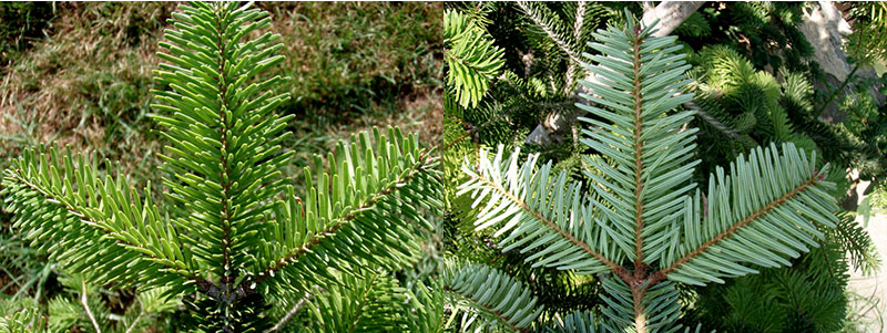 Kungsgran Abies nordmanniana