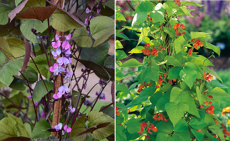 Purpurböna och rosenböna i blomrabatt