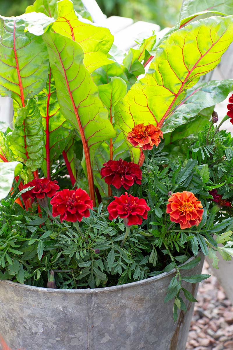 Samodling av mangold och tagetes i kruka på balkong
