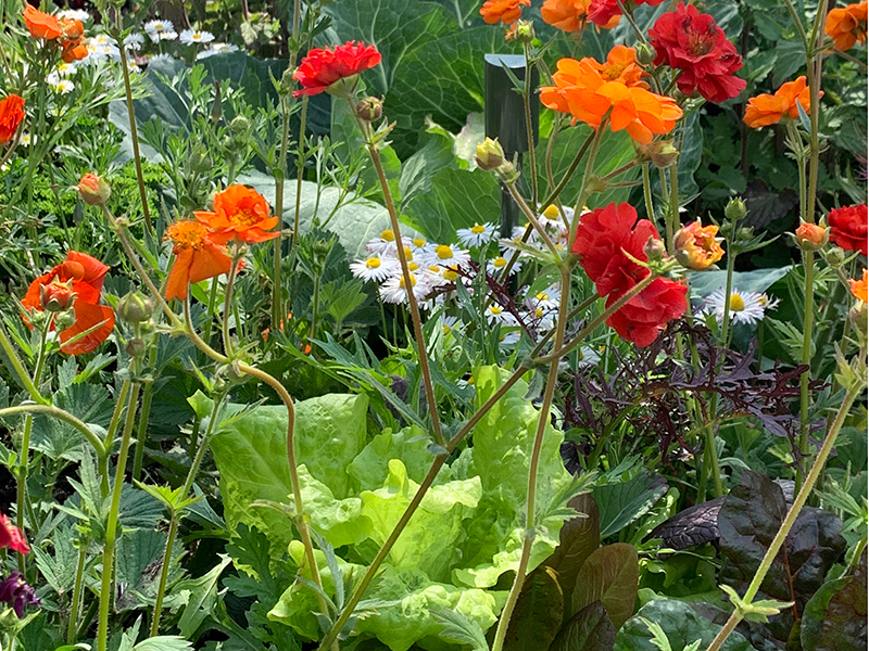 Samordning av sallat och blommor i rabatt