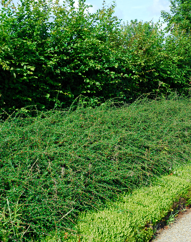 Häck vid slänt med bukettapel och oxbär